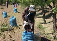 ‘Red Pearl’ harvest in Iran’s South Khorasan