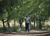 ‘Red Pearl’ harvest in Iran’s South Khorasan