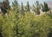 ‘Red Pearl’ harvest in Iran’s South Khorasan