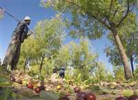 ‘Red Pearl’ harvest in Iran’s South Khorasan