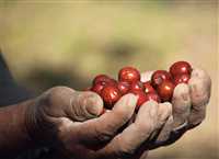 ‘Red Pearl’ harvest in Iran’s South Khorasan