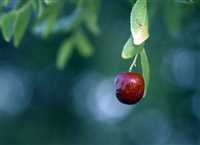 ‘Red Pearl’ harvest in Iran’s South Khorasan