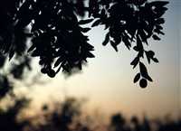 ‘Red Pearl’ harvest in Iran’s South Khorasan