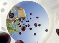 ‘Red Pearl’ harvest in Iran’s South Khorasan