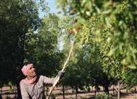 ‘Red Pearl’ harvest in Iran’s South Khorasan