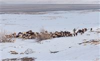 Lake Urmia resting in winter’s arms