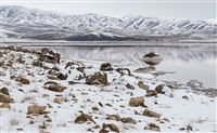 Lake Urmia resting in winter’s arms