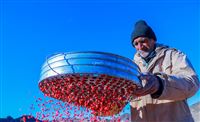 Harvesting barberry berries in picture