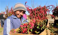 Harvesting barberry berries in picture