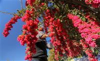 Harvesting barberry berries in picture