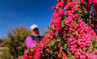 Harvesting barberry berries in picture