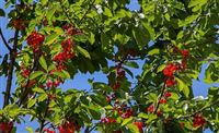 Harvesting cherries in Iran’s Ahar