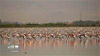 Flamingos gracefully descend upon Lake Urmia