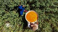 Qasreqand: A green gem in Iran’s Sistan and Balouchestan