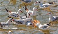 Shiraz welcoming migrating birds