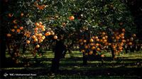 Citrus picking in northern Iran: Photos