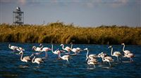 Iran’s Mighan wetland hosting migratory birds