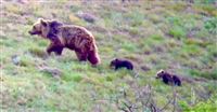 Let's catch brown bear, cubs in Iran