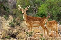Largest breeding site for Persian fallow deer