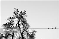 When crows perch on live wires