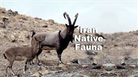 Let’s catch native fauna of Iran