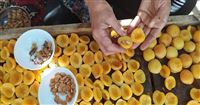 Apricot slices to shine on national list