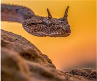 Horned viper, marvel of Iran desert