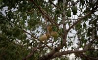 Gardeners harvest almonds in Iran