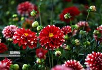 Iran flower exhibition blooms in park