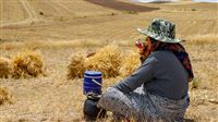 Wheat Harvest in Ahar City