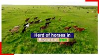 Herd of horses in beautiful Iran
