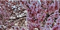 Spring blossoms in Iran's garden city