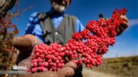 Bountiful barberry harvest in Iran