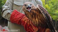 Bird of prey released in Iran's Qom