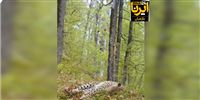 Let's catch Persian leopard in northern Iran