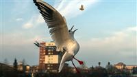 Iran river lures migratory birds