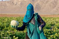 Harvesting ripe cantaloupes in Iran