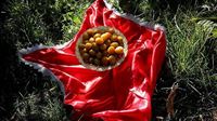 Plum Harvest Festival in Hamedan