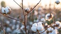 Golestan Province, where better cotton grows