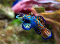Catch ornamental fish in Iran