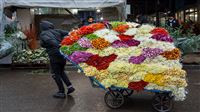 Iranians welcome Mother’s Day with flowers