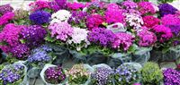 Houseplants market in Mashhad in photos