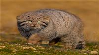 Let’s catch “grumpy cat” in Iran
