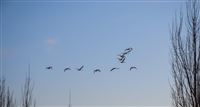 Iran hosts migratory swans + photos