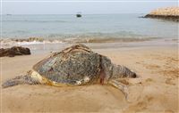 Green turtle found dead on Qeshm Island