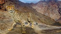 Let’s catch grabbing scenes from wildlife Iran
