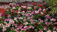 Flower market booms on eve of Nowruz