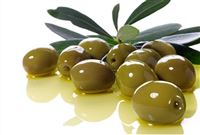 Zanjan olives may well go to Armenia