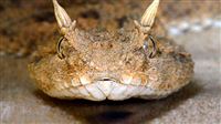Iran's spider-tailed viper lures prey