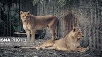 Take virtual tour of Iranian zoo